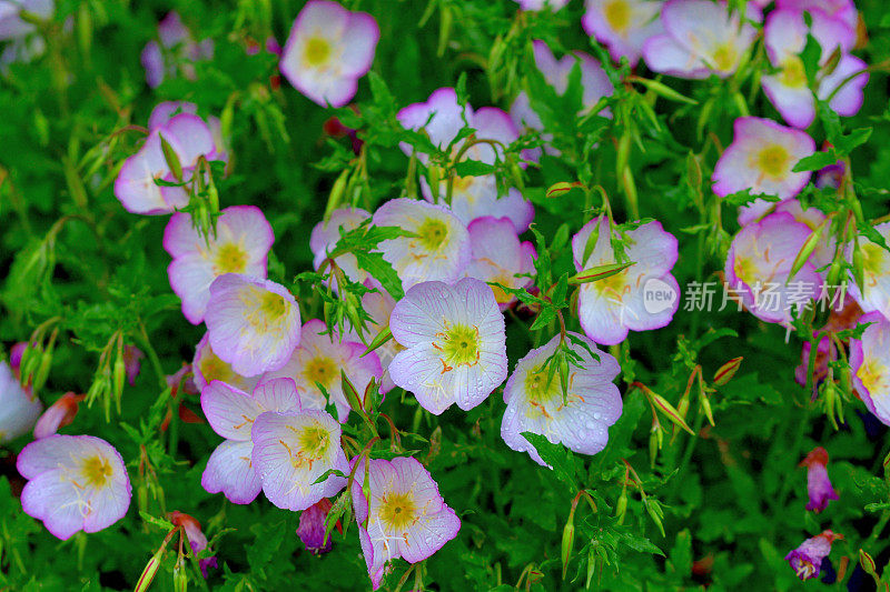 月见草/水月草/粉红女郎